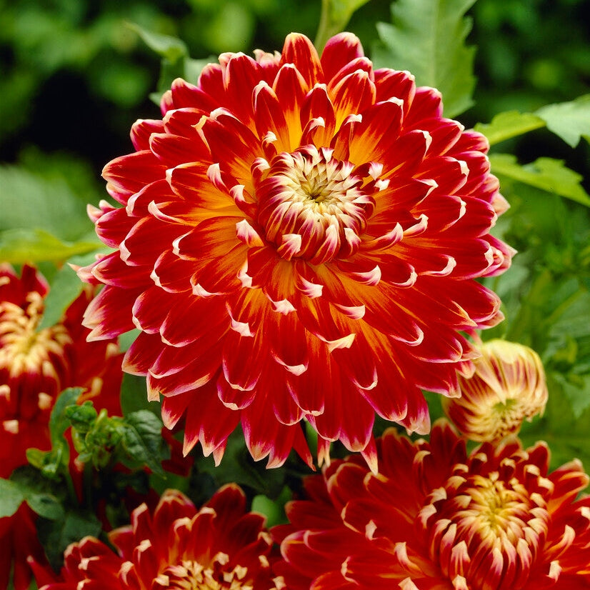 Dahlia Dekorativ Akita 1-pakke